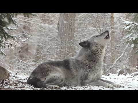 Wolf's Sweet Voice Inspires 50 Wolves to Howl