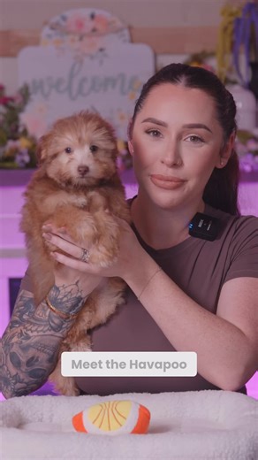 Discover the Charming Havapoo Puppy PICO