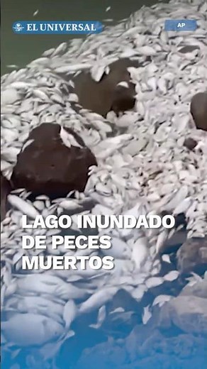 Hallan peces muertos en lago por posible contaminación #shorts