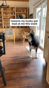622K views · 28K reactions | …if i plead guilty will that reduce my sentance for the crimes committed against my husky?￼ #husky #huskies #dogvideos | Levi the Husky Rescue | Facebook