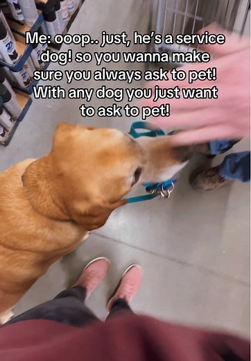 Important Tips on Approaching Service Dogs Safely