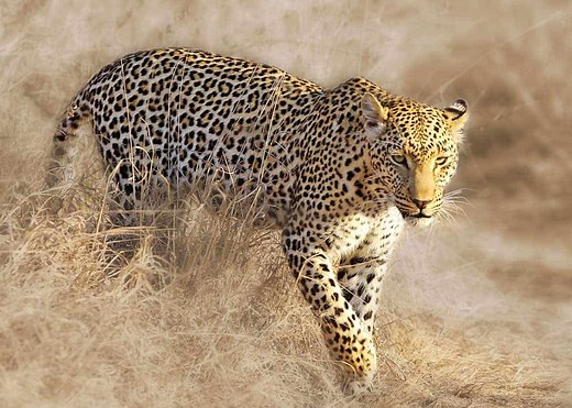 33 African Leopard Facts (Panthera pardus pardus) | Storyteller Travel