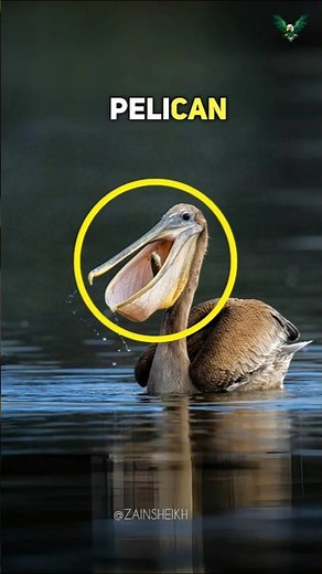 The Pelican: A Bird That Eats More Than Just Fish! 🐦🐟