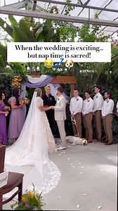 12K views · 5.1K reactions | Dogs at weddings: Yes or not?  #wedding #weddingday #bride #groom #bridetobe #bigday #weddinghumor #dogs | Your Wedding Mate | Facebook
