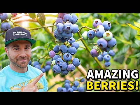 Make Your BLUEBERRIES Produce Like CRAZY In 5 Easy Steps!