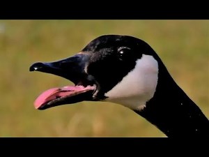 Grote Canadese gans is woest en laat het weten ook