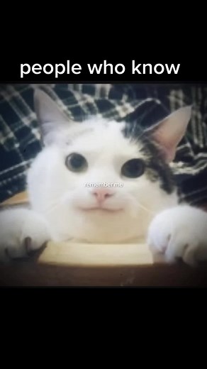 Beluga Cat Memes: A Tribute to the Most Handsome Cat