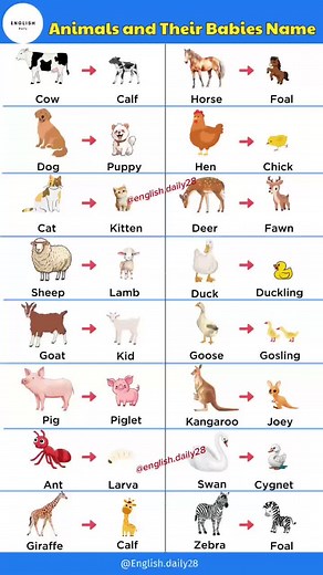 Animals and Their Babies Names