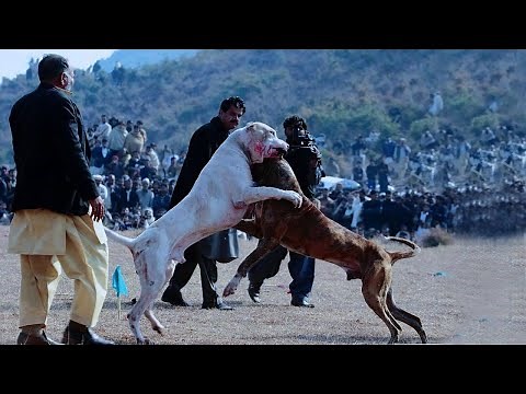 ブラジリアン・ガード・ドッグVSドゴ・アルヘンティーノ - アルティメットクラッシュnull