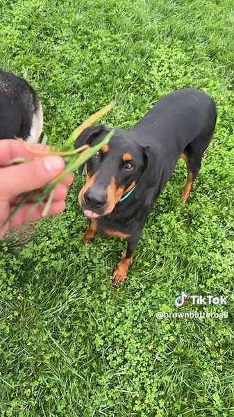 Understanding the Unique Traits of Doberman and German Shepherds