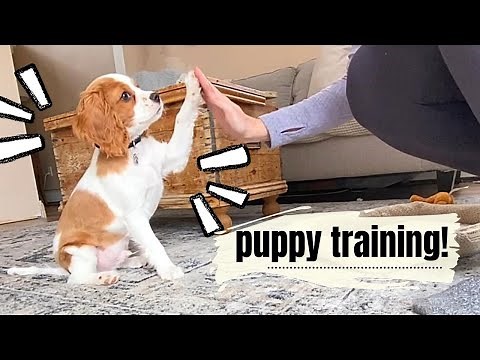 HOW TO TRAIN YOUR CAVAPOO PUPPY! | Basic commands: Sit, Down, Roll Over, Paw, HIgh 5!