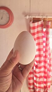 3.7K views · 93 reactions | These TWO goose eggs are equivalent to 6 CHICKEN EGGS! Add that to the fact that the geese don't eat commercial feed -- they much prefer grass and dandelion greens -- that makes geese extremely economical to raise. | Lisa Steele - Fresh Eggs Daily | Facebook