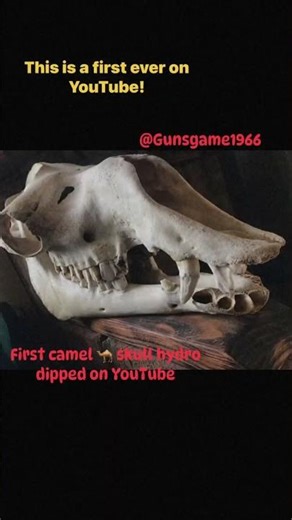 YouTube FIRST EVER ! Hydrographic dipped camel skull part 2 !