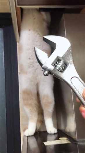 Understanding Cat Behavior Through Playful Actions