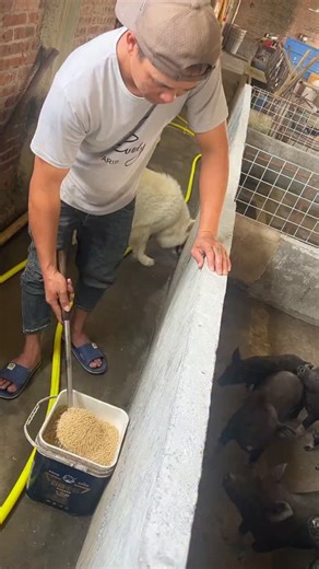 3 Ways to Raise Pigs for BIG Farmhouse Profits! 🐷💰 Want to turn pig farming into a highly profitable business? In this video, we’ll show you three powerful ways to raise pigs in a farmhouse setting and maximize your earnings. Whether you’re just starting out or already farming, these practical tips will help you boost your farm’s profitability while ensuring your pigs grow healthy and strong. We’ll cover: ✅ The best pig breeds for fast growth and high returns ✅ Feeding strategies to cut costs 