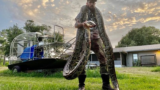 'Hero' alligator gulps down invasive Burmese python