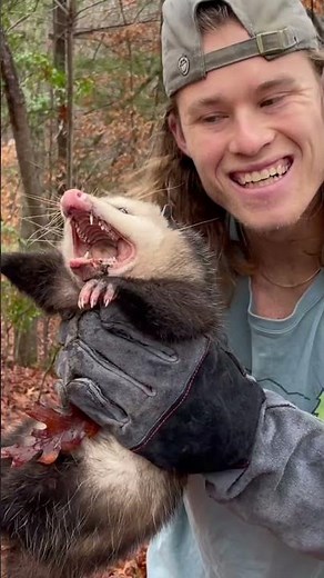 Handling a Possum