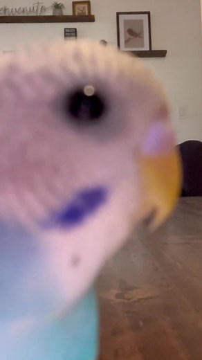 Funny Parrot Videos That Will Make You Smile