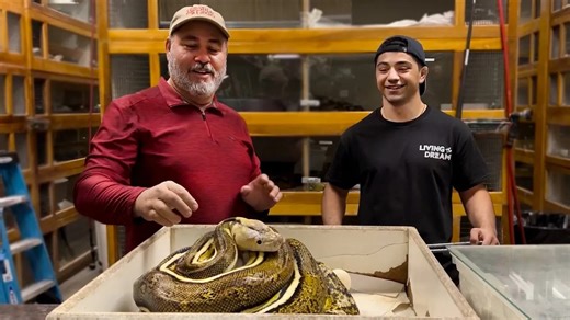 Craziest Reticulated Python Morphs At The Reptile Zoo!