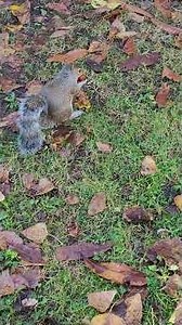Squirrel Eating A Conker