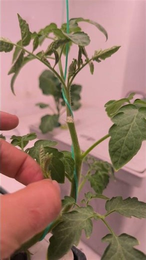 How to Do the First Pruning of Tomatoes and Peppers? #tomato #pepper #soillessfarming #tomato #gr...