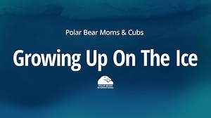 In springtime, a mother polar bear emerges from her den with her newborn cub or cubs. She and her cubs will stay at their den for a few days or weeks, giving the cubs a chance to play, explore, and strengthen their legs. Once polar bear cubs are big enough, she and her cubs will head out onto the sea ice. A mother polar bear will begin teaching her young cubs not only how to hunt, but how to simply survive in the Arctic. | Polar Bears International