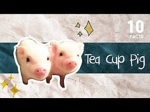 10 Facts About Tea Cup Pig