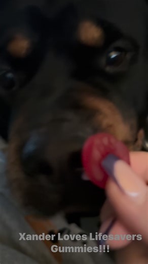 Rottweiler’s are so scary #rottweiler #gummies #Xander #dog #doglife | Kyna Richards