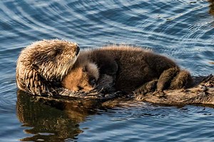 59 Endearing Names for Baby Animals