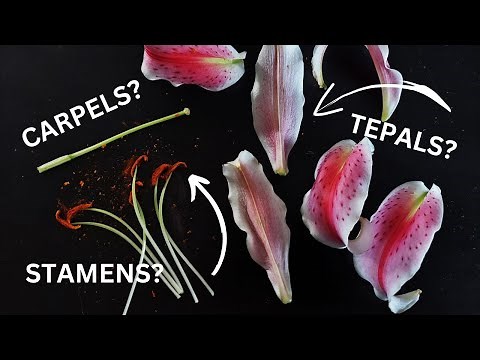 What are the parts of a flower? | Flower parts and their function