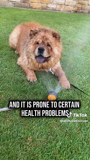 The chow chow is adorable 🥹 #chowchow #chowchowpuppy | chow chow