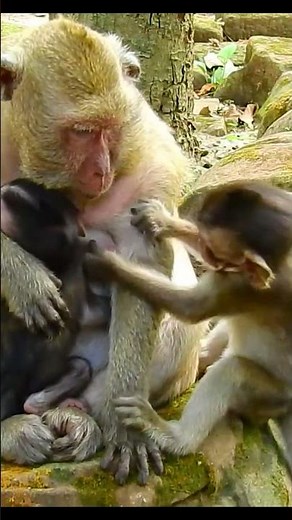 Life of Monkeys: Baby Monkey Suckling On Baby Monkey's Milk