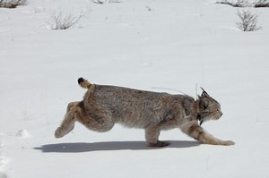 The Vail Valley has a connection to Colorado’s lynx reintroduction story