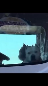 383K views · 10K reactions | These Dogs are crazy  | Terrell green | Facebook