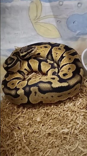 🔥 Fire Orange Dream Ball Python 🐍 | Incredible Morph with Fiery Colors!