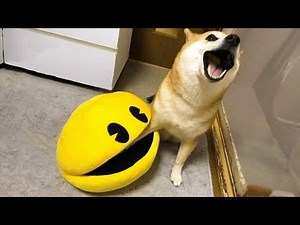 "Cutest & Funniest Animal Moments of The Year!" #funnyanimals