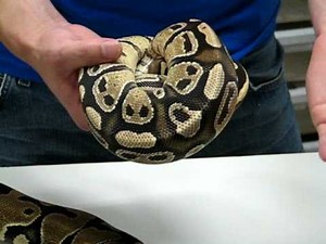 Fire Ball Python