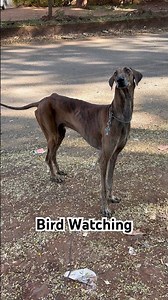 Native Indian Mudhol Hound Dogs Busy Watching Birds On The Walk.