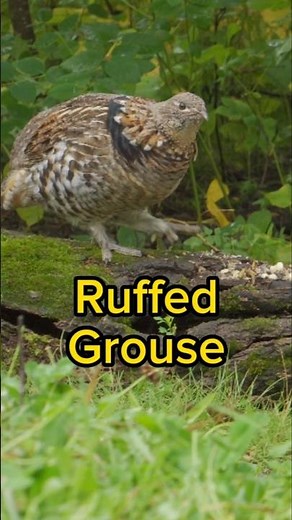 Ruffed Grouse - Bird Identification