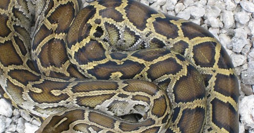 Stopping a Burmese Python Invasion