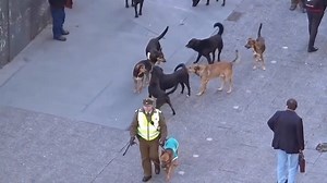 8M views · 51K reactions | stray dogs and trained dog | K9 Warrior | Facebook