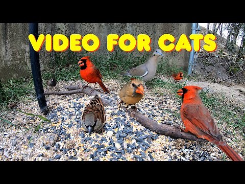 Cat TV - 2 HOURS of Beautiful Birds - Videos for Cats to Watch