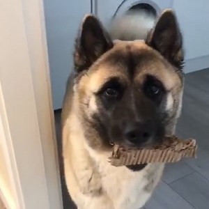 1.8M views · 4.4K reactions | Just look at their adorable guilty faces! They're too cute to be mad at 梁 | Tyla | Facebook