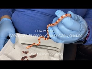 How We Do It: Assist/Force Feed Nonfeeding Baby Corn Snakes