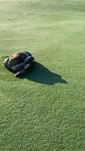 1.8K views | The T-Off at the 6th hole was held up last week by some unexpected guests. Source: Kevin Pietersen | Trappers | Facebook