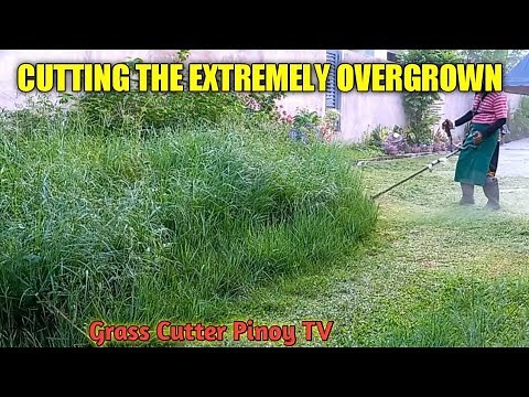 TRIMMING THE EXTREMELY OVERGROWN GRASS AND WEEDS USING BRUSH CUTTER / GRASS CUTTER