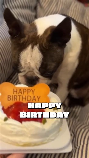 It's Mugi's birthday! | PewDiePie