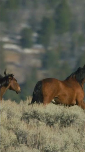 Inside the World of Wild Horses ❤️ Life on the Farm