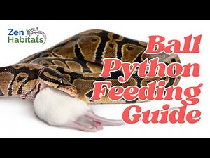 Ball Python Feeding Guide: What, How Often, & How Much to Feed Your Snake