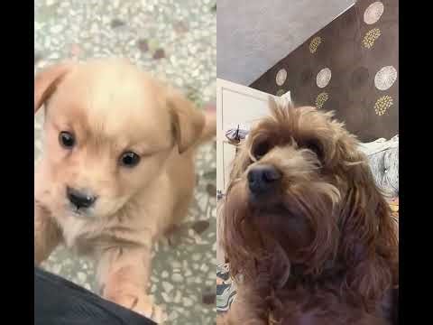 Cute Puppy Barking – Bella the Cockapoo Reacts! 🐾😂